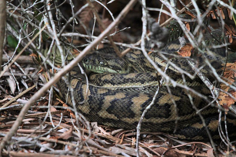 Carpet Python (Morelia spilota)